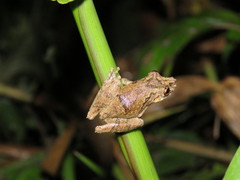 Scinax nebulosus