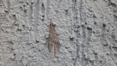 Austroleon immitis