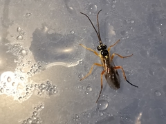 Syrphoctonus tarsatorius