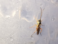 Syrphoctonus tarsatorius