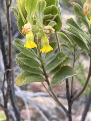 Hermannia salviifolia