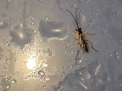 Syrphoctonus tarsatorius