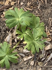 Eranthis