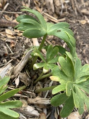 Eranthis