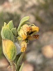 Hermannia salviifolia