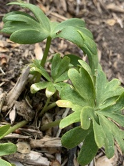 Eranthis