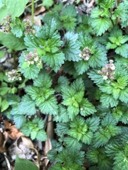 Nanocnide japonica
