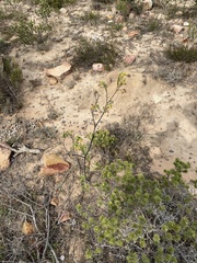 Hermannia salviifolia