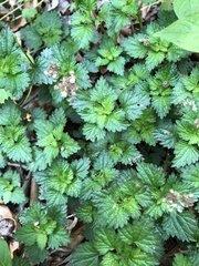 Nanocnide japonica