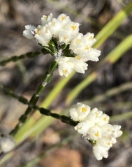 Lachnaea greytonensis