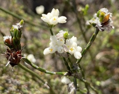 Lachnaea greytonensis