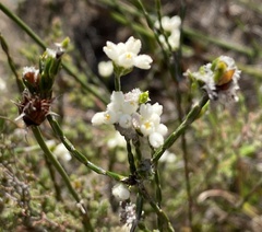 Lachnaea greytonensis