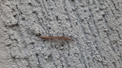 Austroleon immitis