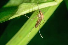 Aedes albifasciatus
