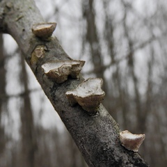 Poronidulus conchifer image
