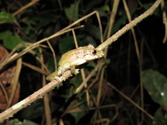 Scinax nebulosus