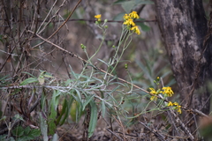 Senecio stoechadiformis