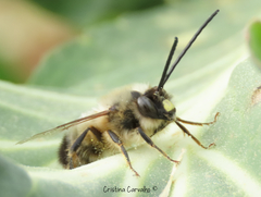 Eucera nigrilabris