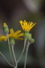 Senecio stoechadiformis