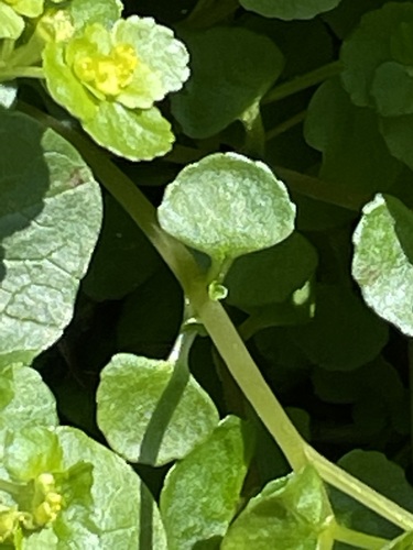 Opposite-leaved Golden-saxifrage