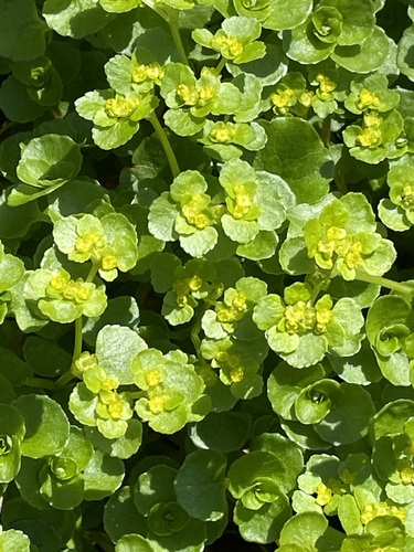 Opposite-leaved Golden-saxifrage