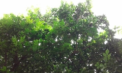 Murraya paniculata