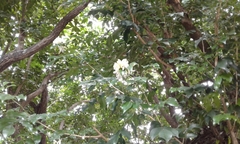 Murraya paniculata