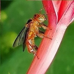 Trigona chanchamayoensis