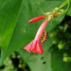 Trigona chanchamayoensis