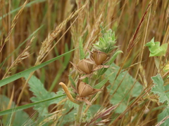 Helianthemum ledifolium