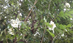 Murraya paniculata