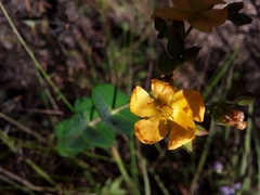 Hypericum connatum