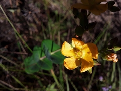 Hypericum connatum