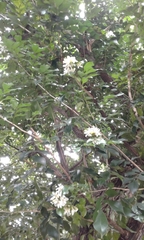 Murraya paniculata