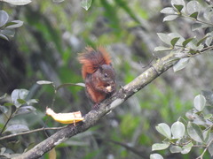 Sciurus granatensis