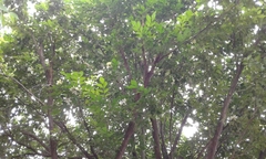 Murraya paniculata