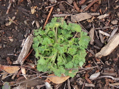 Ranunculus parviflorus