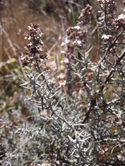 Baccharis artemisioides
