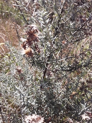 Baccharis artemisioides