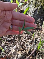 Polygonatum pubescens