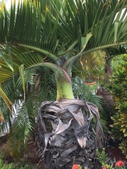 Arecaceae