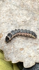 Phosphaenus hemipterus