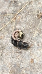 Phosphaenus hemipterus