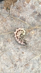 Phosphaenus hemipterus