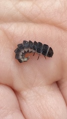 Phosphaenus hemipterus