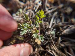 Capnoides sempervirens