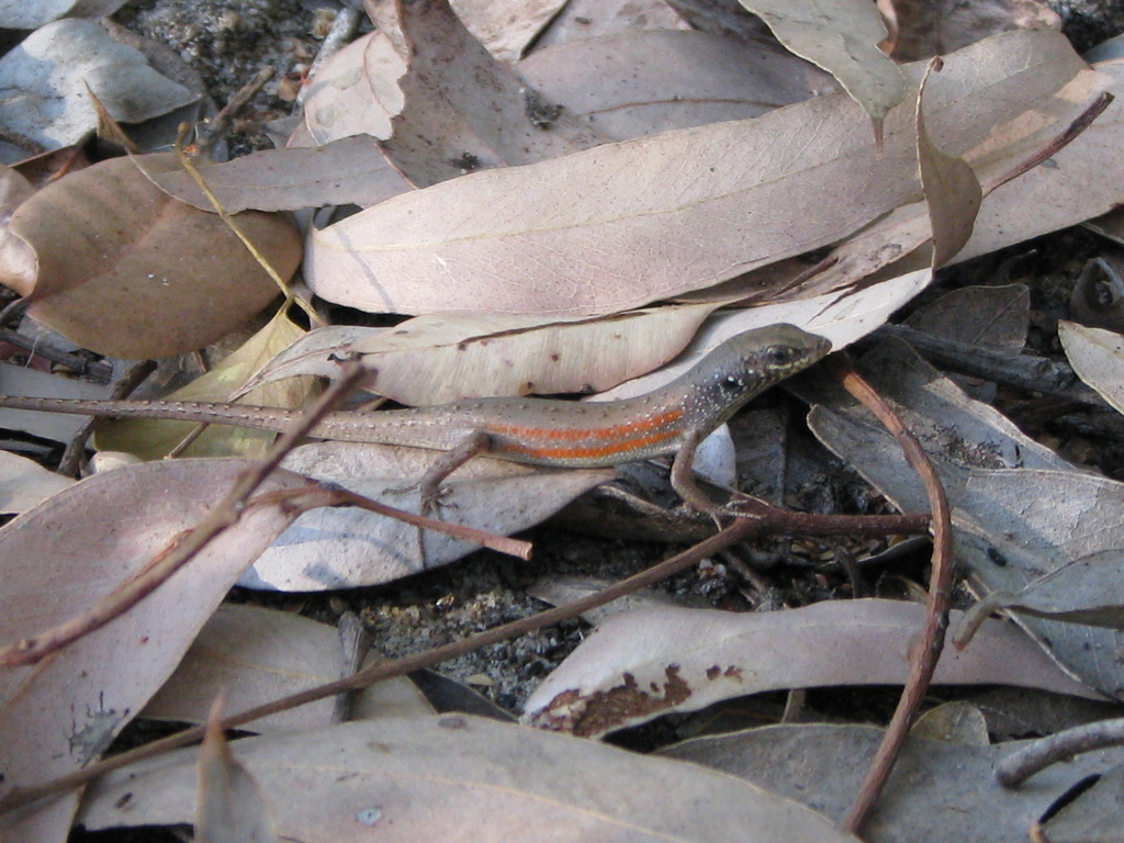 Sandy Rainbow-Skink