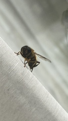 Eristalis pertinax
