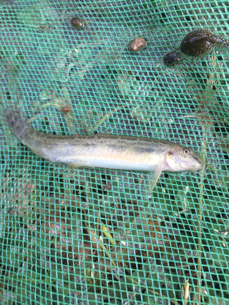 Moroccan Spined Loach