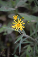 Senecio stoechadiformis